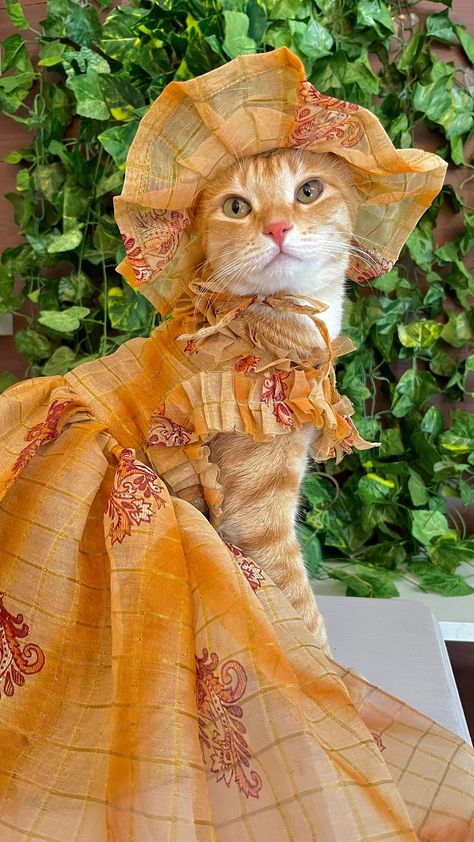 Nature, Cats In Outfits, Cats With Clothes, Cat In Costume, Cats In Clothes, Kiki Dress, Cat Dressed Up, Orange Kittens, Cat Dress