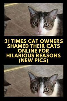 Cats cause mayhem in the house and this is the reason they deserve to be cat-shamed on the internet. Cats have a mischievous side and they love annoying their owners. They would always come up with something new to annoy their loving humans. They would pee on your pants, throw things in the toilet, destroy Cat Shaming, Internet Cats, We Are Best Friends, Owning A Cat, Weird Creatures, Cat Owners, Mug Shots, Just Amazing, Cat Photo