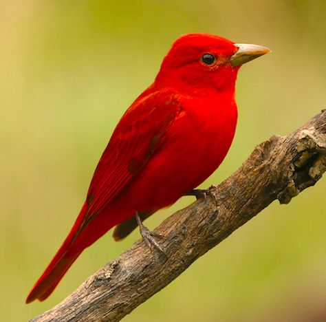 Summer Tanager - the only completely red bird in North America, the strawberry-colored male Summer Tanager is an eye-catching sight. Summer Tanager, Most Beautiful Birds, Bird Watcher, Nature Birds, Backyard Birds, Bird Pictures, Exotic Birds, Red Birds, Alam Yang Indah