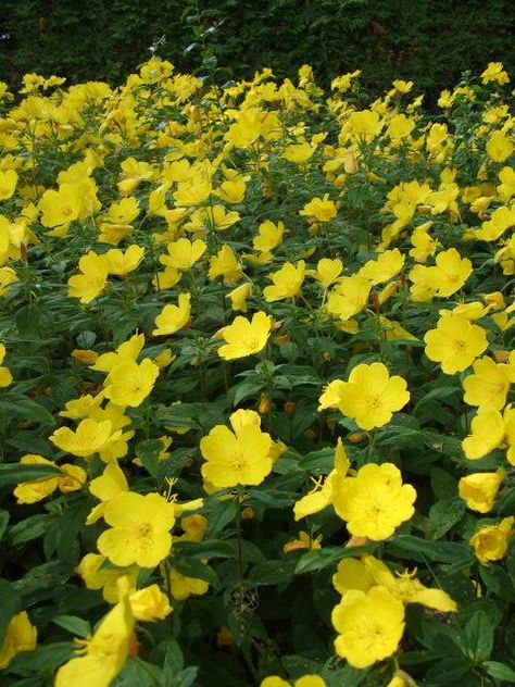 Photo of Oenothera macrocarpa   (Ozark Sundrop, Missouri Evening Primrose) Nature, Permaculture, Yellow Primrose Flower, Oenothera Macrocarpa, Sundrop Flower, Primrose Plant, Texas Plants, Texas Native Plants, Garden 2023