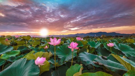 Nature, Lotus Flowers Photography, Sunrise Over Water, Lotus Landscape, Indian Lotus, Colorful Sky, Alone In The Dark, Lotus Pond, Coloring Inspiration