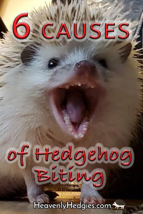 What could cause your hedgehog to bite you? Find out what you need to know.. . . . . . . #hedgehogs #hedgie #hedgehogbit #hedgehogbites #hedgiebiting #hedgehogbiting #hedgehogbehavior #hedgehogchomps || #heavenlyhedgies @heavenlyhedgies Hedge Hog Cage Ideas, Hedgehog Care Tips, Toys For Hedgehogs, Hedgehog Toys Ideas, Pet Hedgehog Cage, Hedgehog Enrichment, Hedgehog Habitat Ideas, Diy Hedgehog Cage, Diy Hedgehog Toys