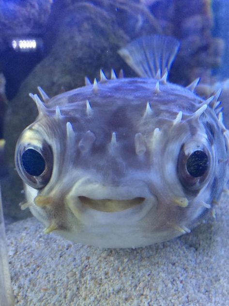 More memes, funny videos and pics on 9GAG Chur, Cool Sea Creatures, Puffer Fish, Beautiful Sea Creatures, Water Animals, Cute Fish, Aquatic Animals, Silly Animals, Fishing Humor