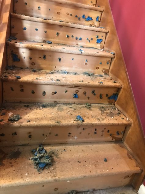 Redoing Stair Treads, Tread And Riser Ideas, Retrofit Stair Treads, How To Retread Stairs, Stair Diys, Stair Tread Replacement, Wood Stair Treads And Risers, Replacing Stair Treads Diy, Updating Old Staircase