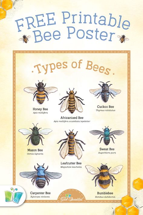 Let’s learn about the different types of bees around the world! Download a FREE illustrated bee poster and a bee dot-art template for kids. Find this post and other crafts for kids on The Good and the Beautiful Blog. Nature, Types Of Bees Chart, Kids Bee Craft, Free Printable Bees, The Good And The Beautiful Science, Parts Of A Bee Free Printable, Bee Learning Activities For Kids, Honey Bee Activities For Kids, Bee Free Printables