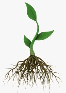 Shallow Rooted Plants, Shallow Potted Plants, Plants With Shallow Roots, Shallow Root Perennials, Shallow Root Plants, Plants For Shallow Pots, Goldfish Plant, Shallow Planters, Garden Herbs