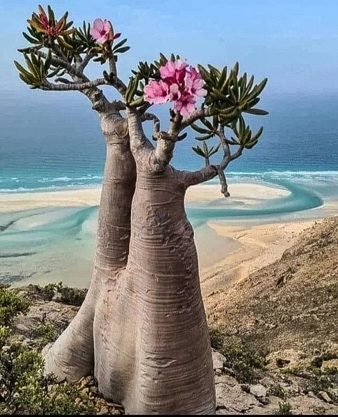 Socotra, Desert Rose Aesthetic, Socotra Island Yemen, Socotra Island, Desert Trees, Weird Trees, Desert Rose Plant, Adenium Obesum, Plantas Bonsai