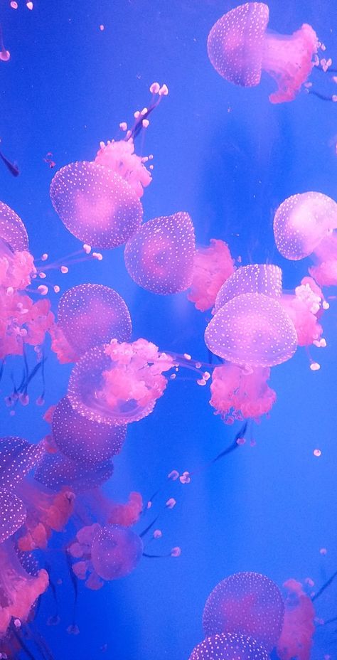 Pink Fish Aesthetic, Jellyfish Aesthetic, Jellyfish Wallpaper, Cool Background, Jelly Wallpaper, Dragon Fish, Profile Wallpaper, Pink Fish, Pink Dragon