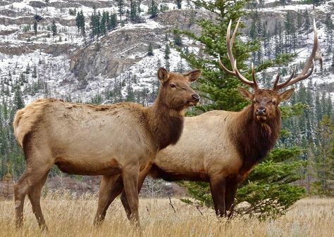 Elk, Antler, Female, Male, Wilderness, Wildlife, Mate Wall Decor Photos, Female Elk, Cow Elk, Elk Pictures, Elk Photo, Photos Of Nature, Deer Species, Coyote Hunting, Bull Elk