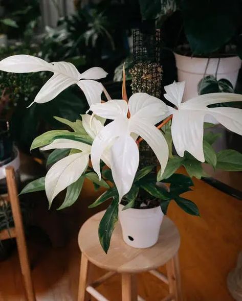 Plant Display Ideas, Indoor Plant Wall, Hanging Gardens, Philodendron Plant, Hanging Plant Wall, Plant Display, White Plants, Decoration Plante, Variegated Plants