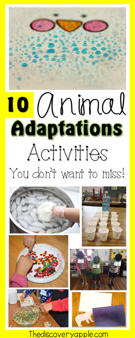 10 Exciting Animal Adaptations Activities and Resources - The Discovery Apple Winter Adaptations Activities, Animal Adaptations Activities Kindergarten, Animal Behavior Activities, Bird Adaptations Activities, Camouflage Activities For Preschoolers, Benchmark Advance Third Grade Unit 1, Bird Beak Adaptations Activities, Biome Activities For Kids, Animal Steam Activities