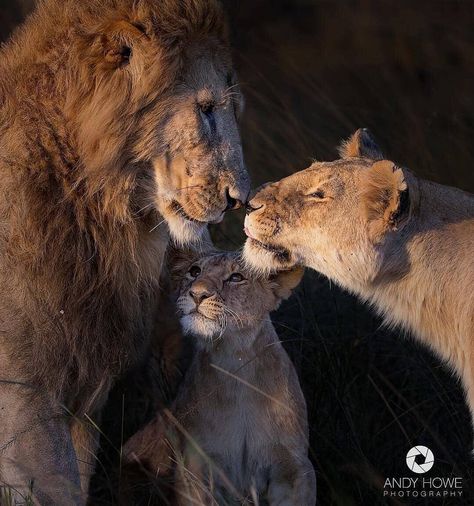 Father, mother and child.💫 Photo by @andyhowephotography #wildliveplanet Cheetahs, I Love Family, Lion Family, Lion Photography, Beautiful Lion, Lion Love, Lion Images, Lion Pictures, Love Family