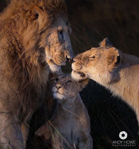 Father, mother and child.💫 Photo by @andyhowephotography #wildliveplanet Cheetahs, I Love Family, Lion Family, Beautiful Lion, Lion Love, Lion Images, Lion Pictures, Love Family, Cat Care