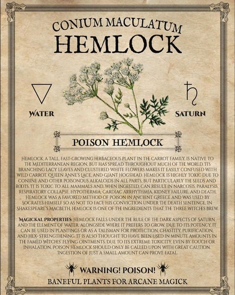 Hemlock Water Hemlock Tattoo, Poison Herbs, Hemlock Flower, Hemlock Aesthetic, How To Make Poison, Water Hemlock, Magical Plants, Deadly Plants, Wicca Recipes