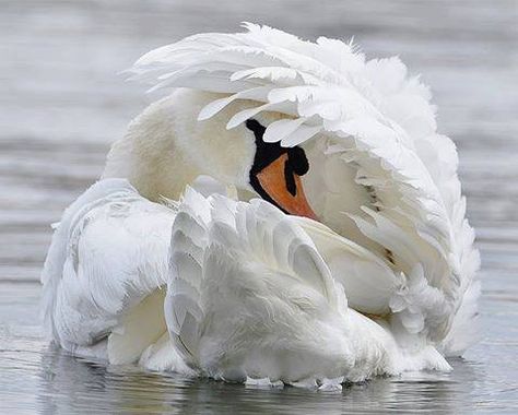 Swan Pictures, Swan Painting, Swans Art, Mute Swan, Funny Birds, Pretty Birds, Tumblr Account, Bird Photo, Little Birds