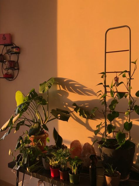 Bonito, Sunset Plant Aesthetic, Earthy Plant Aesthetic, Plants Asthetic Picture, Window With Plants Aesthetic, Plant Vision Board, Plant Care Aesthetic, Plant Aethstetic, Potted Plant Aesthetic
