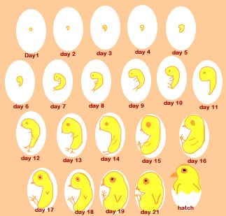 Chicken Egg Development Stages Chicken Life Cycle, Hatching Chickens, Hatching Chicks, Chicken Hen, Crazy Chicken Lady, Chicken Lady, Baby Chick, Chicken House, Chicken Eggs