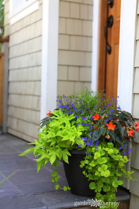 Give your porch a burst of color with this shade planter combination. Cascading Planter, Planters For Shade, Summer Planter, Sweet Potato Vine, Container Garden Design, Creeping Jenny, Potato Vines, Garden Vines, Container Gardening Flowers