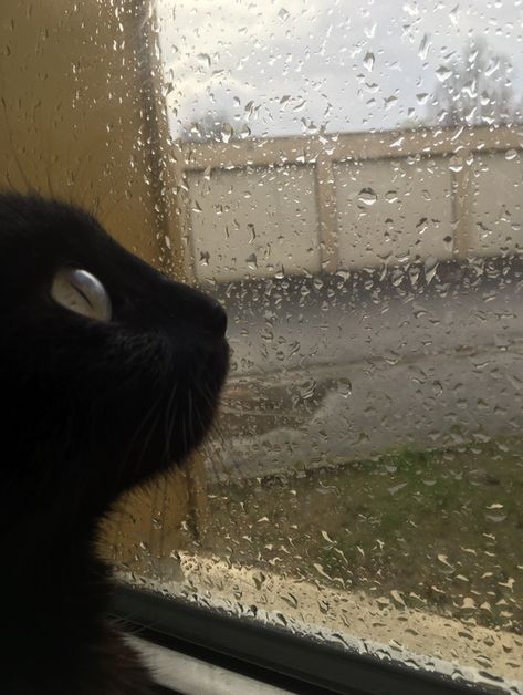 #rain #sad #cats Cat Rain Aesthetic, Cat In Rain, Rain Pfp, Cat In The Rain, Rain Core, Cottege Core, Cat Rain, Calming Photos, Rain Gif