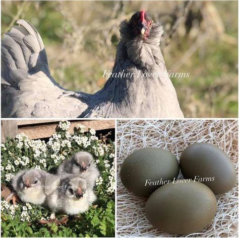 Chicken Hatchery Design, Oliver Egger Chicken, Chickens And Their Egg Colors, Olive Egger Eggs, Olive Egger Chicken Hens, 3 Week Old Chicks, Show Chickens, Olive Eggers, Olive Egger Chicken