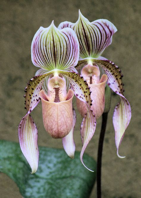 Calypso Orchid, Orchid Images, Slipper Orchid, Orchid Varieties, Strange Flowers, Weird Plants, Rare Orchids, Plant Fungus, Exotic Orchids