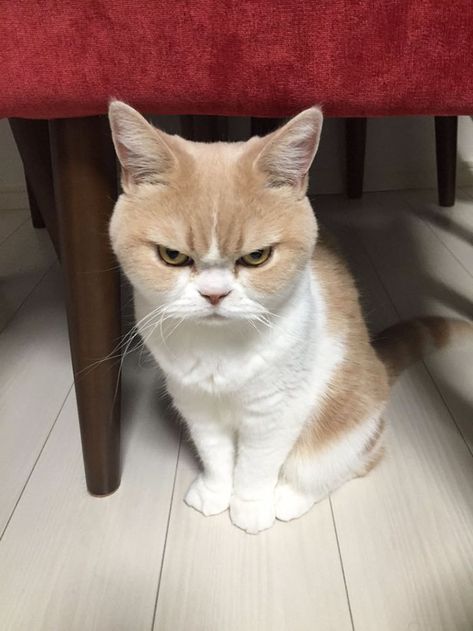 Meet Japanese Grumpy Cat, Who Is Even Grumpier Than The Original One | Bored Panda Angry Animals, Söt Katt, Koci Humor, Cat Scottish Fold, Image Chat, Japanese Cat, Angry Cat, Meme Gato, Cărți Harry Potter