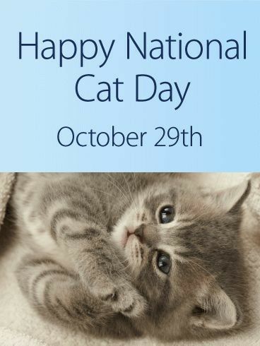 October 29 National Cat Day Kitten Cuddle, National Cat Day, Birthday Poems, Animal Advocacy, Birthday Calendar, Happy Birthday Greeting Card, Pet Holiday, Birthday Greeting, Happy Cat