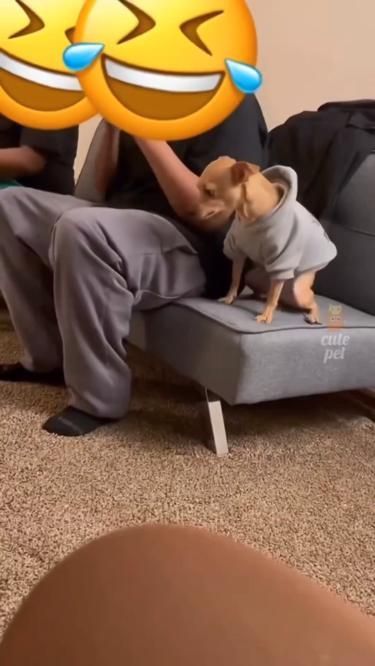 Humour, Animal Fails Funny, Funny Animal Pictures Hilarious Weird, Funny Animal Videos Try Not To Laugh, Funny Animals Voice Overs, Funny Animal Videos Clean, Animal Videos Funny Hilarious, Funny Videos Hilarious Clean, Funny Dogs Videos Hilarious