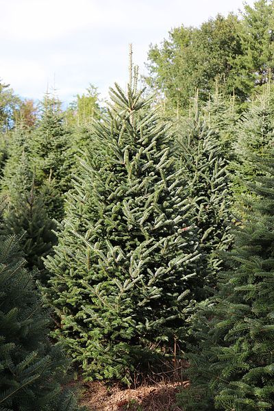 Christmas Tree Varieties, Balsam Fir Tree, Fraser Fir Christmas Tree, Blue Spruce Tree, Types Of Christmas Trees, White Spruce, Wisteria Tree, Fraser Fir, Balsam Fir