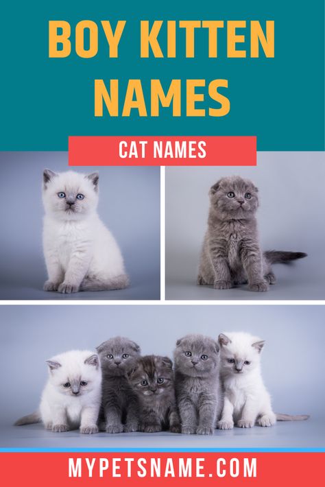 A good name sets the label for a boy cat's personality type, characteristics and temperament. It also helps to set them apart from other kittens. Check out our list of boy cat names that are unique and individualistic like your tomcat.  #boycatnames #catnames #malecatnames Male Cat Names Unique, Male Pet Names, Kitten Names Boy, Pet Names Unique, Names For Male Cats, Kitten Names Unique, Tabby Cat Names, Boy Cat Names, Cute Pet Names
