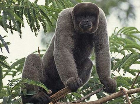 gray woolly monkey Grey, Baboon, Nature, Woolly Monkey, Monkey Species, Ape Monkey, Primates, The Gray, Nature Animals