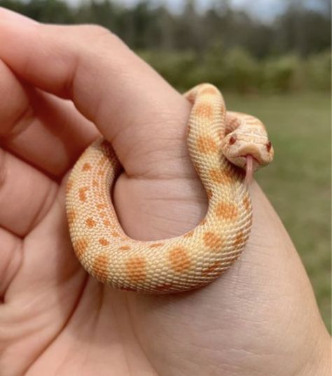 Cute Snake Names, Hognose Snake Cute, Snake Hognose, Hog Nose Snake, Cute Snakes, Snake Names, Types Of Snakes, Snake Cute, Snakes With Hats