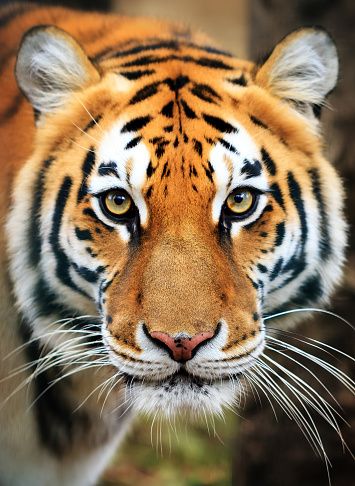 Bengal Tiger Wildlife - Free photo on Pixabay Tiger Photography, Regard Animal, Tiger Images, Wild Animal Wallpaper, Wild Animals Photography, Tiger Illustration, Tiger Pictures, Tiger Painting, Tiger Tiger