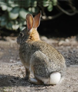 Rabbit Reference Photo, Cotton Tail Rabbit, Luxury Easter Eggs, Rabbit Photography, Cottontail Rabbit, Luxury Easter, Rabbit Tail, Rabbit Pictures, Rabbit Photos