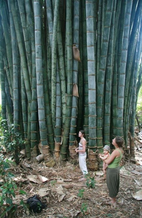 Giant bamboo tree. Giant Bamboo, Big Bamboo, Bamboo Species, Bamboo Landscape, Bamboo Building, Bamboo House Design, Bamboo Structure, Bamboo Architecture, Bamboo Construction