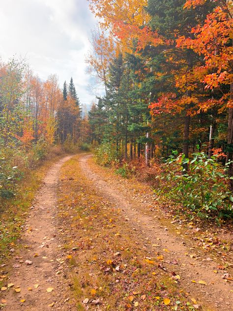 Nature, French Canadian Aesthetic, Canada Core Aesthetic, Maple Leaf Aesthetic, Maple Aesthetic, Fall In Canada, Fall Canada, Canada Autumn, Canada Leaf