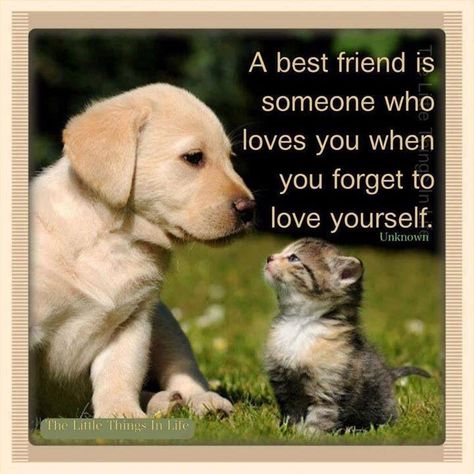 a best friend quotes friendship animals quote dog friend pets friendship quote kitten friendship quotes Friend Quotes, Cute Cat Quotes, Friendship Images, Dog Quotes Love, Dog Best Friend, Animals Friendship, Bff Quotes, Cat Quotes, Dog Training Obedience