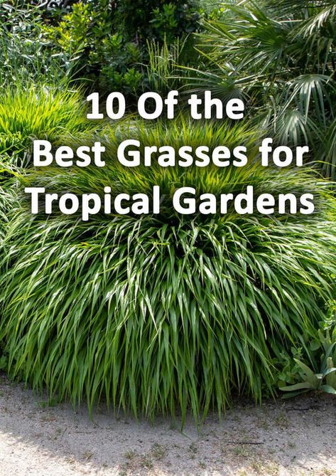 Tropical Planting Uk, Tropical Desert Landscaping, Tropical Gardens Ideas, Cold Hardy Tropical Plants, Small Jungle Garden Ideas, Tropical Landscape Lighting, Coastal Courtyard, Tropical Looking Plants, Tropical Shrubs