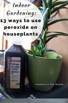 Peroxide Uses, Frugal Gardening, Hydrogen Peroxide Uses, Plant Bugs, Garden Remedies, Root Rot, Plant Pests, Plant Fungus, Survival Gardening