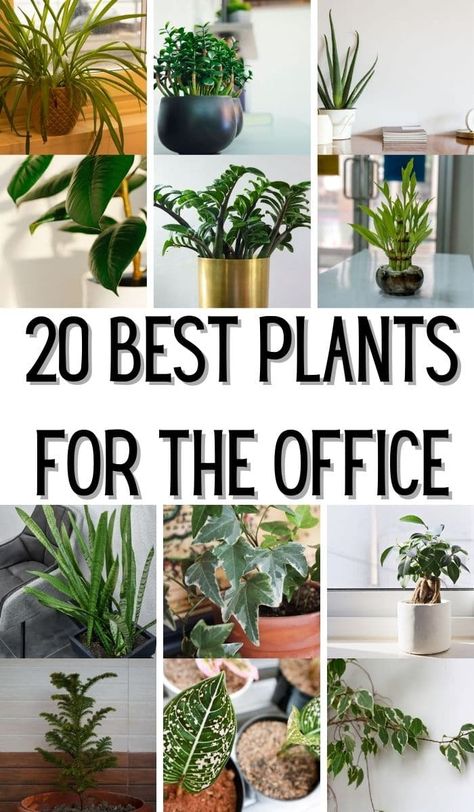 Best Indoor Plants For Low Light Offices, Indoor Plants Office Decor, Plant Decor Office Space, Hanging Office Plants, Low Maintenance Office Plants, Best Desk Plant, Plants Interior Decor, Indoor Plants Decor Office, Plants In Office Space Modern