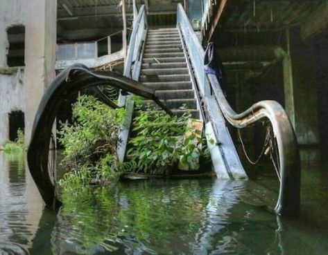 Abandoned Escalator, Soft Apocalypse, Abandoned Mall, Abandoned Malls, Apocalypse Aesthetic, Setting Inspiration, Urban Exploring, Plants Growing, Urban Exploration