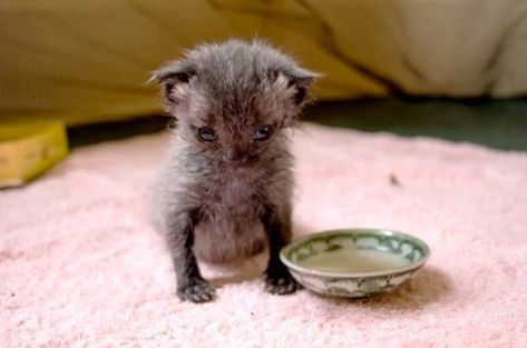 newborn kitten abandoned rescue Newborn Kittens, Pouring Rain, Tiny Kitten, Kitten Rescue, Kitten Care, Little Kittens, Animal Stories, Cat Playing, Beautiful Cats