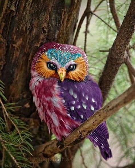 Rare colorful owl. Photo by:©unknown ➖➖➖➖➖➖➖➖➖➖➖➖➖➖➖➖ #Instagram  #beautifulday #natgeo #animals #birds #nationalgeographic #natgeowild #bird #owls #birdlovers #instafollowers #instanature #owl #animallovers #animalplanet #igersoftheday #discovery #instagrammer #followme #nationalgeography #instafollowme #igfollowers #instafamous #instapic #shoutouts #rare #iger #instapicture #followalways #followus Cristina Ferreira, Colorful Owls, Animale Rare, Owl Pictures, Beautiful Owl, Haiwan Peliharaan, Owl Bird, Bird Pictures, Exotic Birds