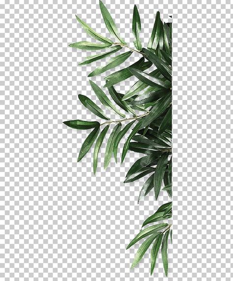 Leaf Print Art, Plant Png, Leaf Plant, Png Graphics, Paper Background Texture, Flower Background Wallpaper, Leaf Green, Be Natural, Green Leaf