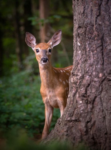 Tumblr, Whitetail Deer Photography, Water Deer, Tattoos Anime, Deer Photography, Elephant Shrew, Aesthetic Animals, Tattoo Animal, Deer Photos