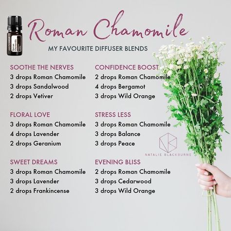 Natalie Blackburne on Instagram: “Beautiful calming and soothing Roman Chamomile! I love how gentle this oil is and is a great sleep choice for kids and adults. Smell wise…” Roman Chamomile Essential Oil Blends, Essential Oil Recipes Chamomile, Chamomile Blends Essential Oils, Chamomile Oil Blends, Roman Chamomile Doterra, Chamomile Essential Oil Blends, Roman Chamomile Diffuser Blends, Chamomile Diffuser Blends, Doterra Roman Chamomile