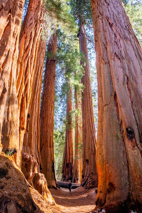 Congress Trail, one of the best hikes in Sequoia National Park - That Adventure Life National Parks In The Us, Yosemite Sequoia, Usa Nature, Giant Sequoia Trees, Giant Sequoia, Tree Tunnel, Hiking Places, California Hikes, Sequoia Tree