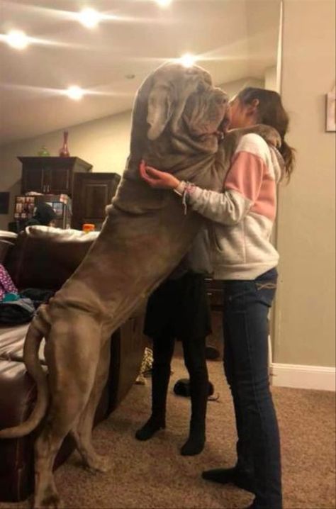 Battle Born Neos in Nevada | Find your Neapolitan Mastiff Puppy | Good Dog Neopolitan Mastiff Puppy, Neapolitan Mastiffs Puppy, Wholesome Animals, Cute Big Dogs, Neo Mastiff, Neopolitan Mastiff, Bull Mastiff Dogs, Bull Mastiff Puppies, Mastiff Puppy