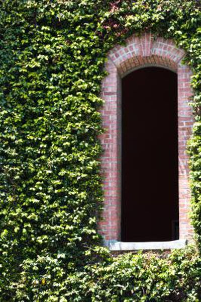 Ivy Plant Indoor, Parthenocissus Tricuspidata, Wall Climbing Plants, English Ivy Plant, Boston Ivy, Ivy Wall, Home Exteriors, Hedera Helix, Virginia Creeper