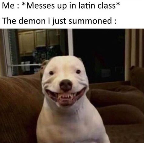 me messed up in latin class - Me Messes up in latin class The demon i just summoned Pitbulls Funny, 10 Funniest, Crazy Funny Memes, Funny Animal Memes, Komik Internet Fenomenleri, Really Funny Memes, Funny Relatable Memes, Funny Laugh, Popular Memes